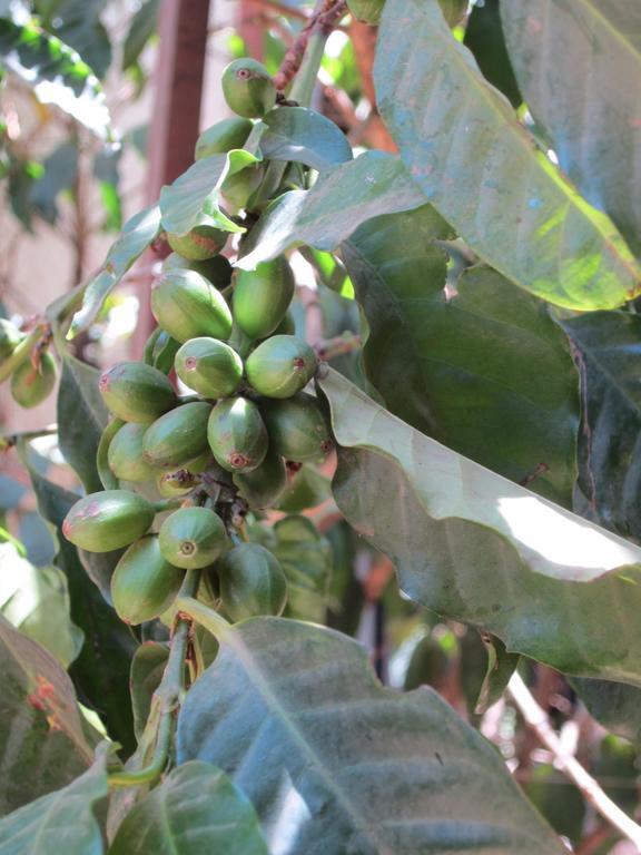 Manuhie Backpackers Lodge Bahir Dar Bagian luar foto